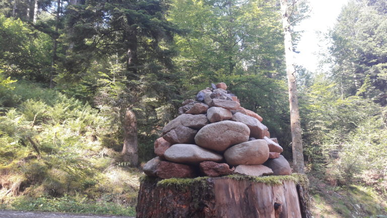 DÉVELOPPEZ VOTRE INTUITION EN FORET (STRASBOURG)